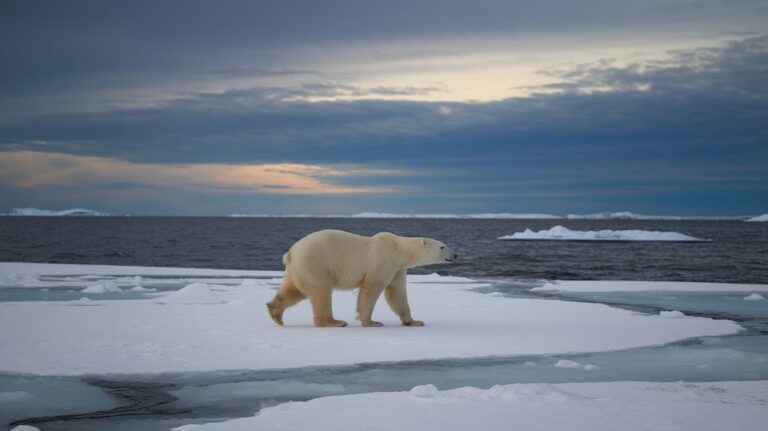Oso Polar en Peligro de Extinción: Causas y Datos 2025
