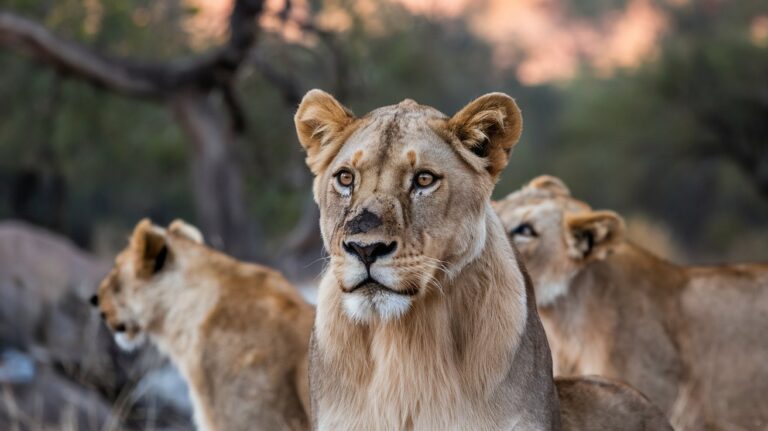 ¿Cuántos Leones Quedan en el Mundo? Datos 2025 España